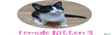 Female 3 Tuxedo Kitten 