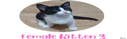 Mixed Breed cats for sale: Ready Now: 4 Adorable 12-Week-Old Kittens in Bilston - Advert 4