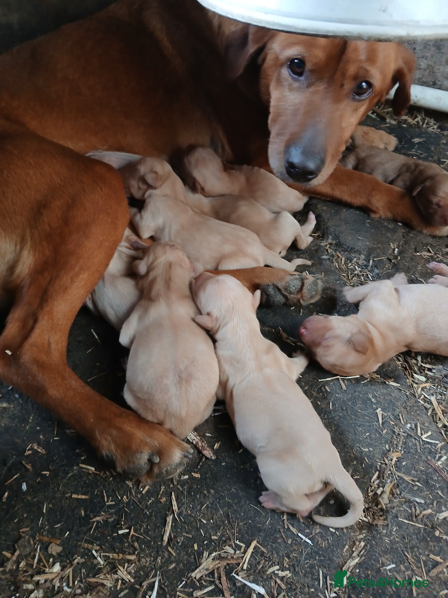 Labrador Retriever dogs for sale: Fabulous litter of golden and fox red lab puppies. - Advert 28