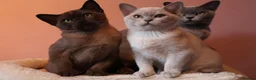 Burmese cats for sale: Beautiful Healthy Burmese  - Advert 16