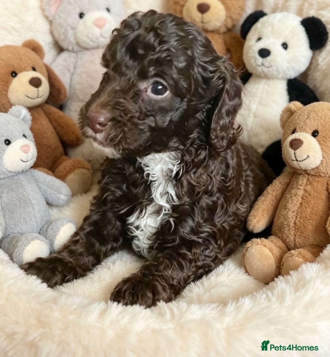Mixed Breed dogs ADORABLE F1BB GOLDENDOODLE PUPPIES - Advert 2