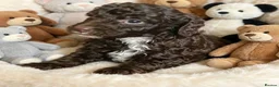 Mixed Breed dogs for sale: ADORABLE F1BB GOLDENDOODLE PUPPIES - Advert 18