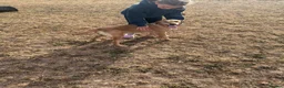 Labrador Retriever dogs for sale: Gorgeous 7 year old Labrador - Advert 4