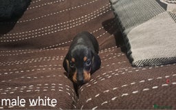 Dachshund dogs for sale: Beautiful dashound puppies  - Image 3