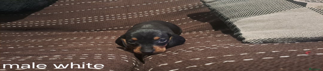 Dachshund Puppy 2