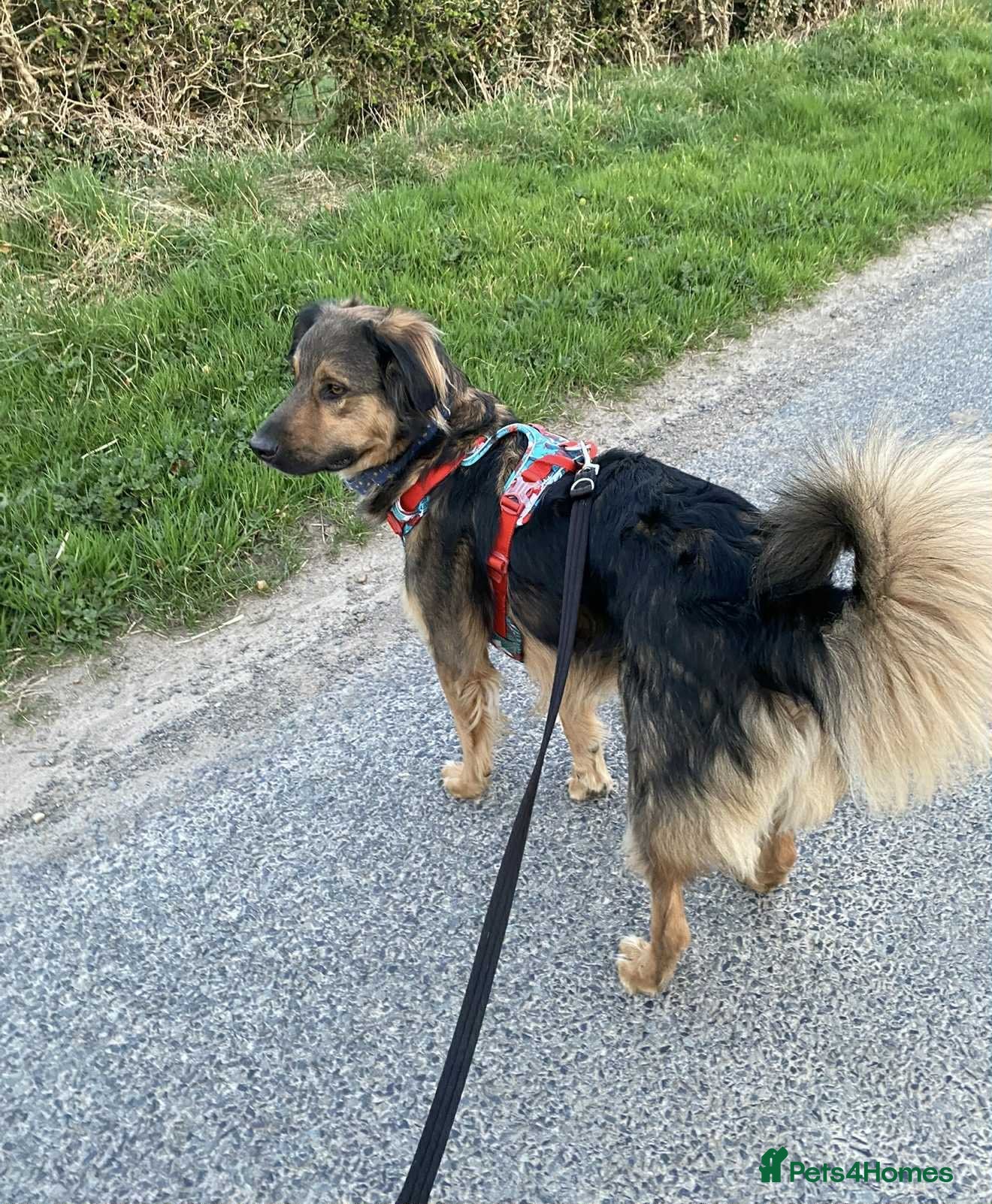Mixed Breed dogs Filip - 2yr old medium sized mixed breed - Advert 1