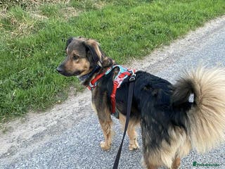 Mixed Breed dogs Filip - 2yr old medium sized mixed breed - Advert 21