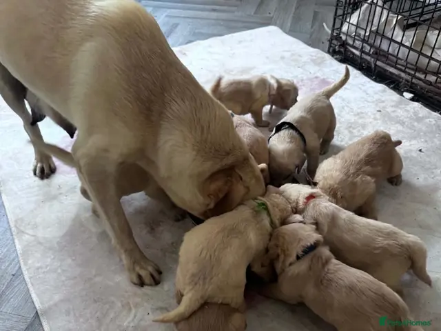 Labradoodle dogs for sale: Labradoodle puppies for sale - Advert 1