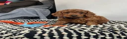 Toy Poodle dogs for stud: KC Pedigree Red Toy Poodle for Stud - Advert 29