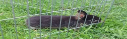 Mixed Breed rabbits for sale: 2 litters of mixed rabbits - Advert 3