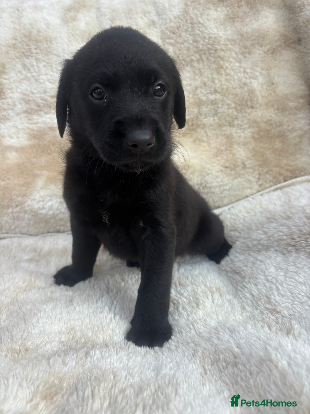 Labrador Retriever dogs for sale: 8 Kennel club reg  health tested chunky Labradors  - Image 32
