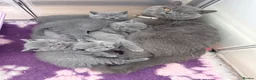 British Shorthair cats for sale: GCCF reg British Shorthair kittens ready to go now - Advert 2