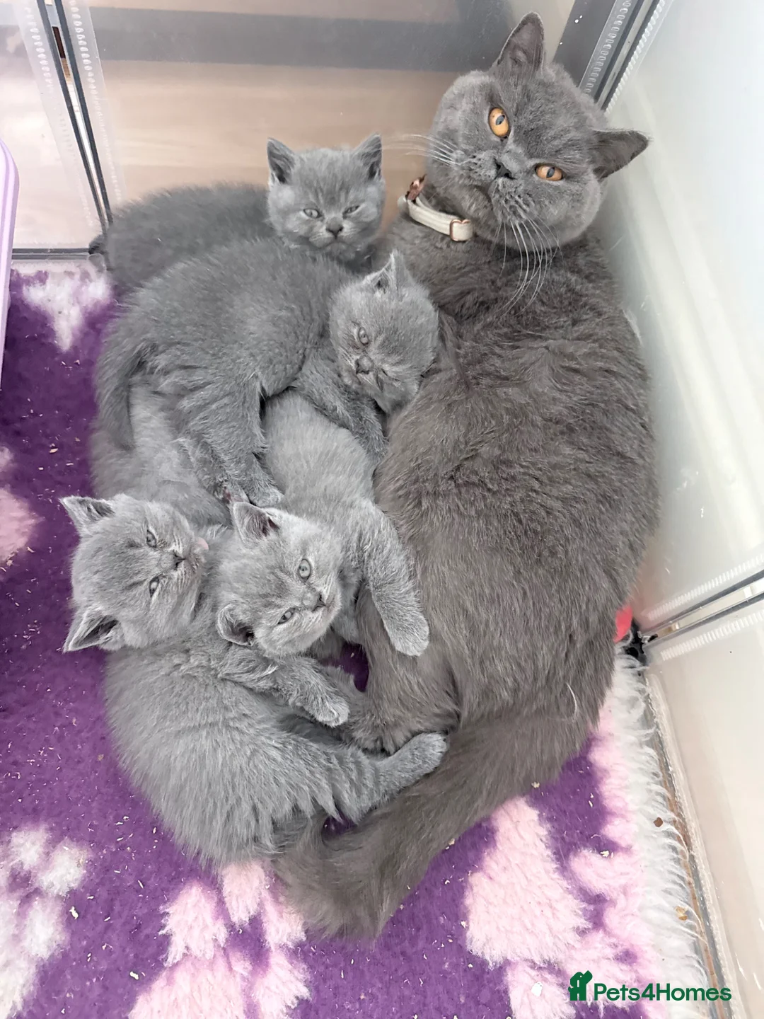 British Shorthair cats for sale: GCCF reg British Shorthair kittens ready to go now - Advert 2