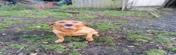 Labrador Retriever dogs for sale: Beautiful fox red bitch reeva  - Advert 3