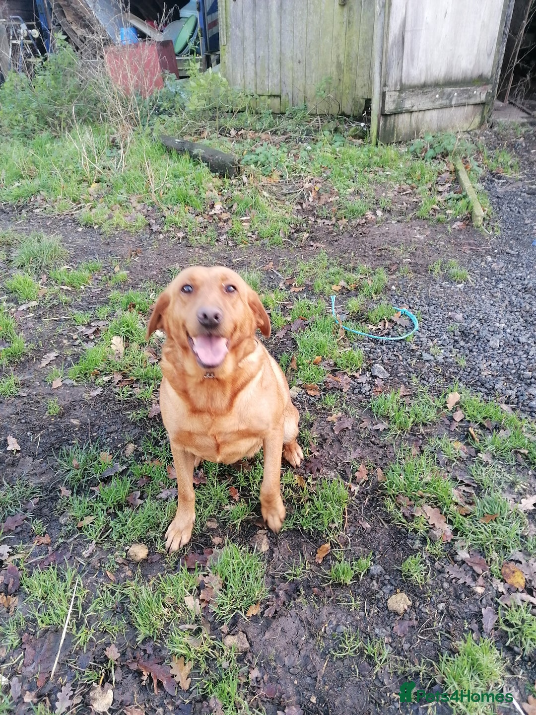 Labrador Retriever dogs for sale: Beautiful fox red bitch reeva  - Advert 3