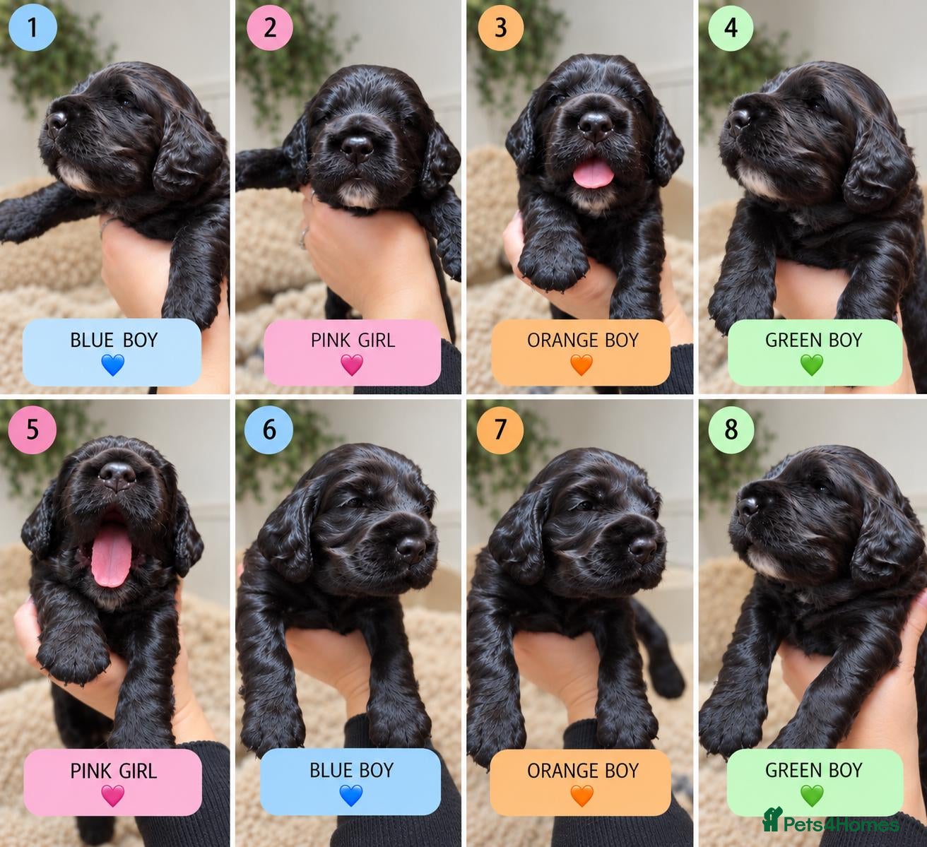 Cocker Spaniel dogs Four Beautiful Cocker Spaniel Puppies  - Advert 13