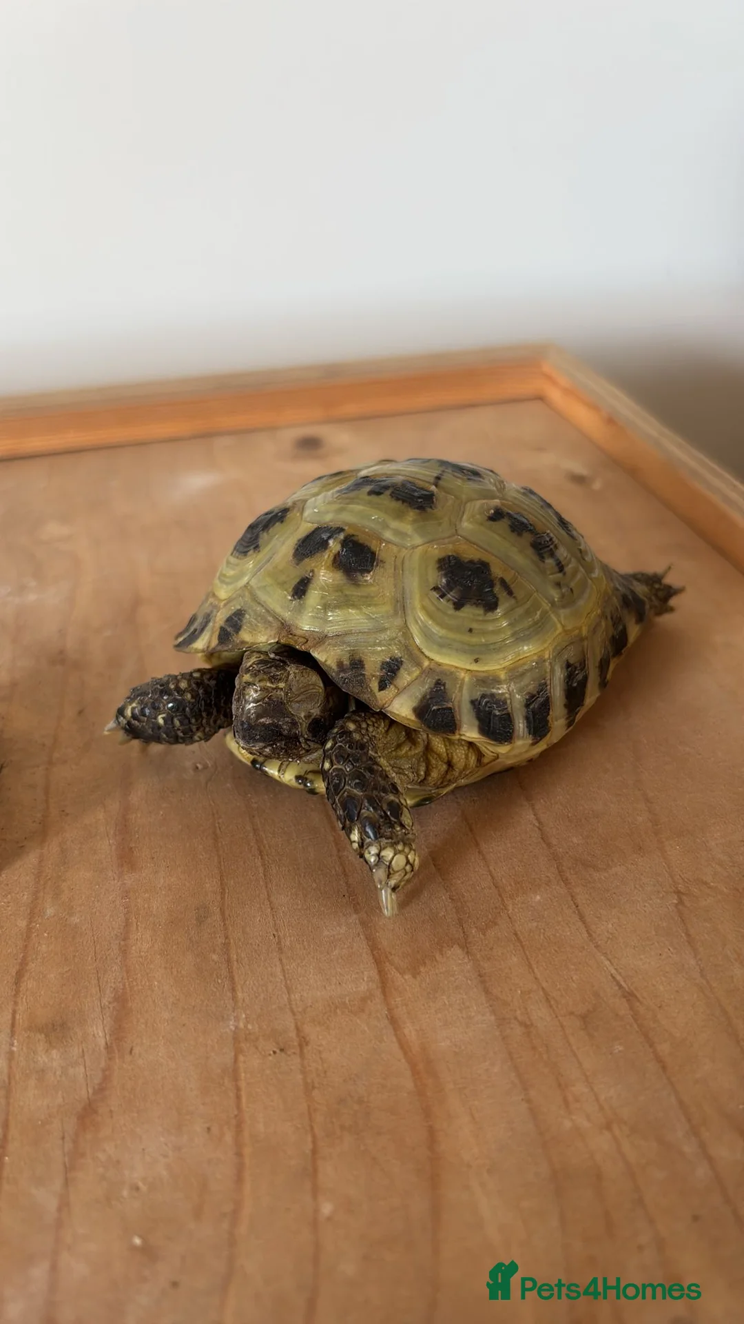 Tortoise reptiles for sale: Horsefield Tortoise’ in Droitwich - Advert 2