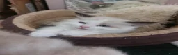 Ragdoll cats for sale: THREE SUPERB RAGDOLL BOYS - Advert 17