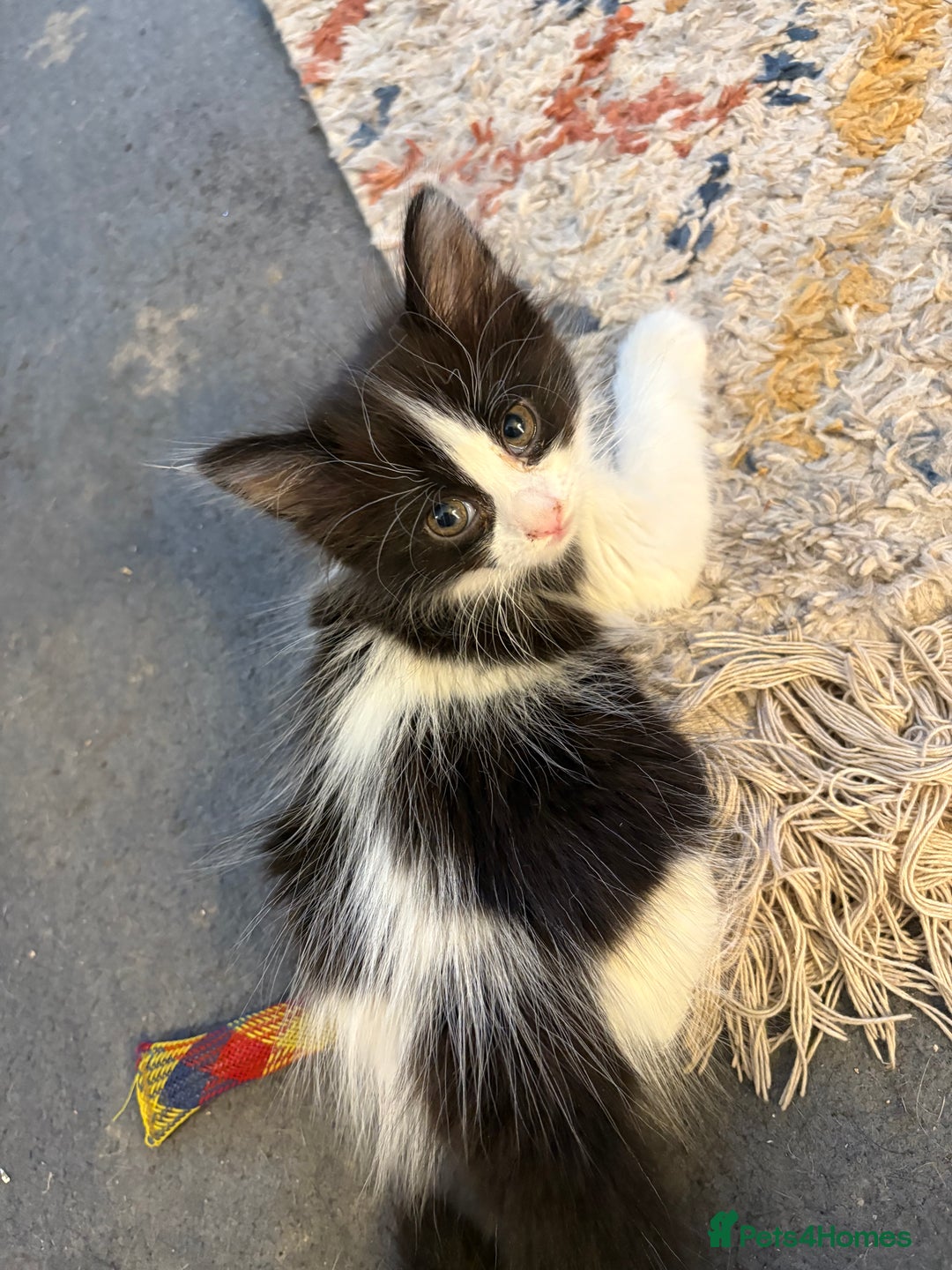 Mixed Breed cats for sale: Beautiful long and short haired kittens  - Advert 16