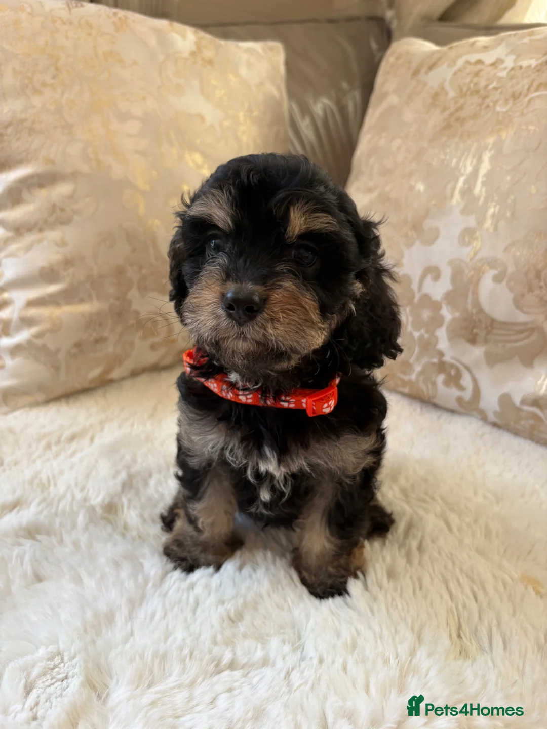 Cavapoo dogs for sale: 5 Gorgeous F1 Cavapoo puppies - Advert 6