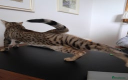 Savannah cats for sale: Beautiful F3 Pedigree Savannah Lady TICA Reg - Image 5