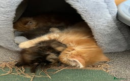 Mixed Breed cats for sale: Pair of Gorgeous ginger kittens 🐅🐅 - Image 10
