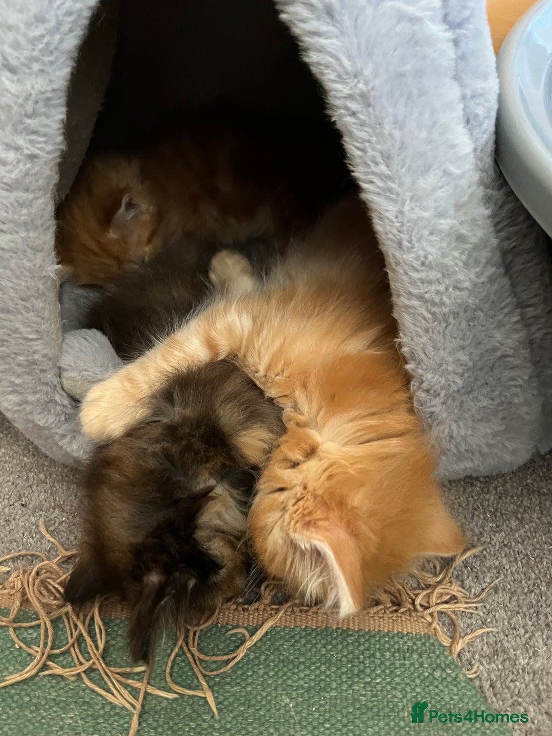 Mixed Breed cats for sale: Pair of Gorgeous ginger kittens 🐅🐅 - Image 10