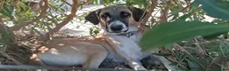 Mixed Breed dogs for adoption: 🆘 Urgent Puppy - Adorable Vega 🐾🐶 - Advert 1