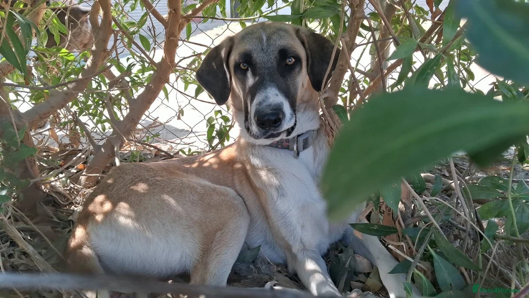 Mixed Breed dogs for adoption: 🆘 Urgent Puppy - Adorable Vega 🐾🐶 - Advert 1