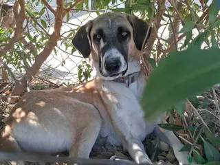 Mixed Breed dogs 🆘 Urgent Puppy - Adorable Vega 🐾🐶 - Advert 2