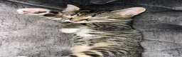 Domestic Shorthair cats for sale: Gorgeous kittens tabby and black  - Advert 2