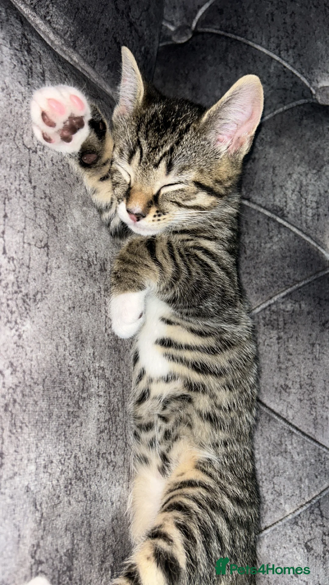Domestic Shorthair cats for sale: Gorgeous kittens tabby and black  - Advert 2