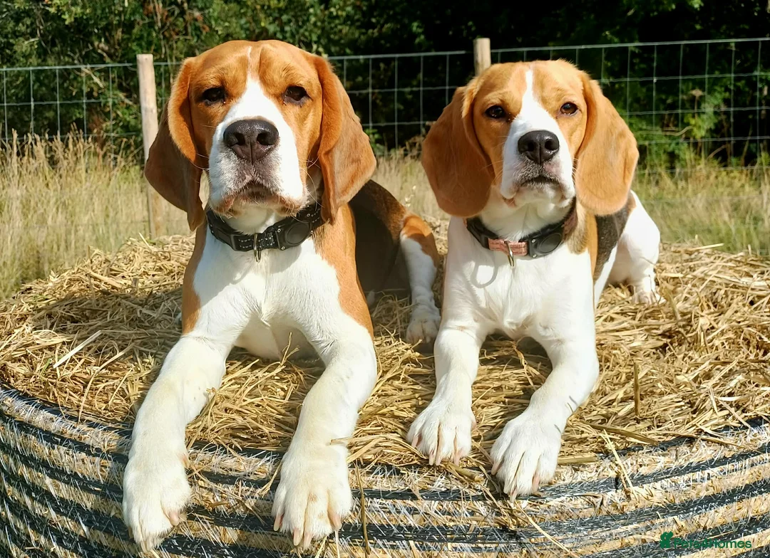 Beagle dogs for sale: 11 Beagle puppies - Advert 2