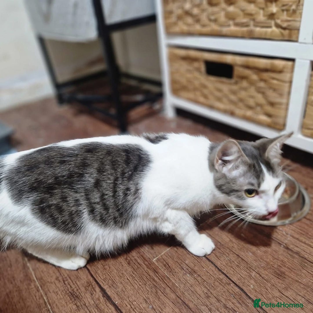 Domestic Shorthair cats for adoption: Peaches, 2-3 years approx, female  - Image 2