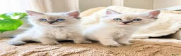 Ragdoll cats for sale: Last 3 boys  READY TO LEAVE 😌 - Advert 1