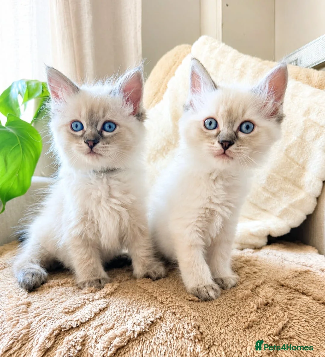 Ragdoll cats for sale: Last 3 boys  READY TO LEAVE 😌 - Advert 1