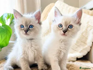 Ragdoll cats 4 remaining beautiful boys - Advert 16