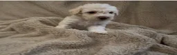 Poochon dogs for sale: Cute Cream/white with brown noses poochon puppies - Advert 5