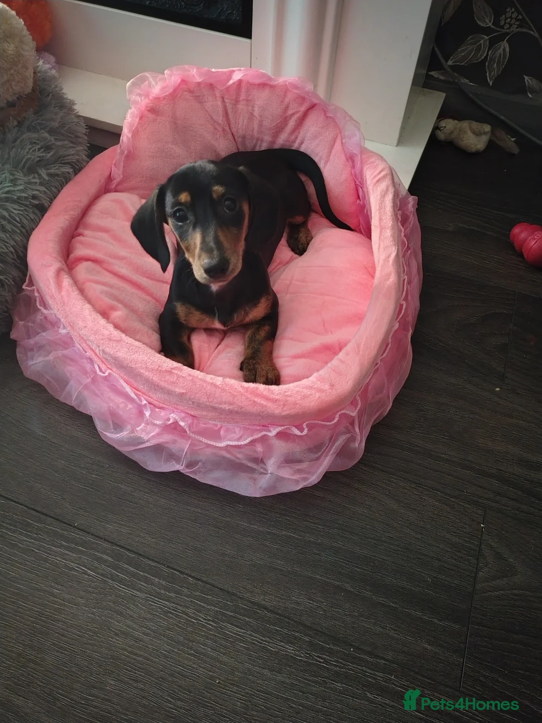 Dachshund dogs for sale: Dachshund for sale  - Advert 1