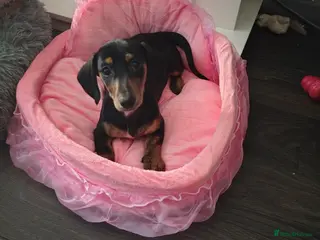 Dachshund dogs Dachshund for sale - Advert 3