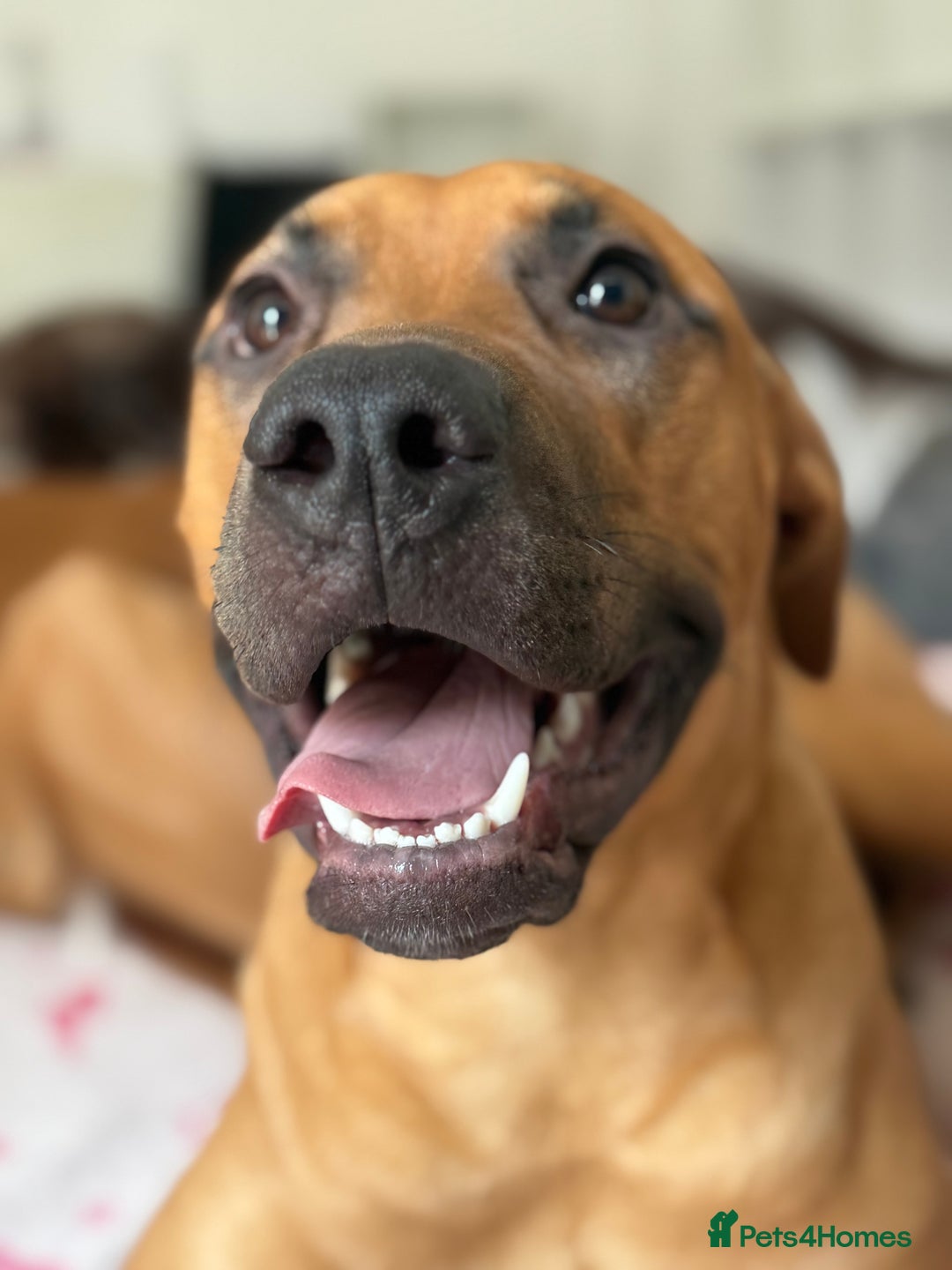 Bullmastiff dogs for sale: Energetic pup! - Image 5