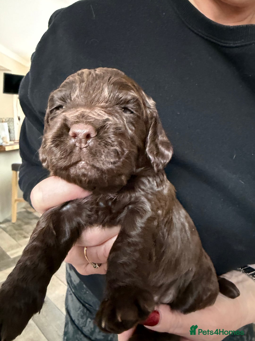 Cocker Spaniel dogs for sale: Working cocker spaniel puppies  - Advert 6