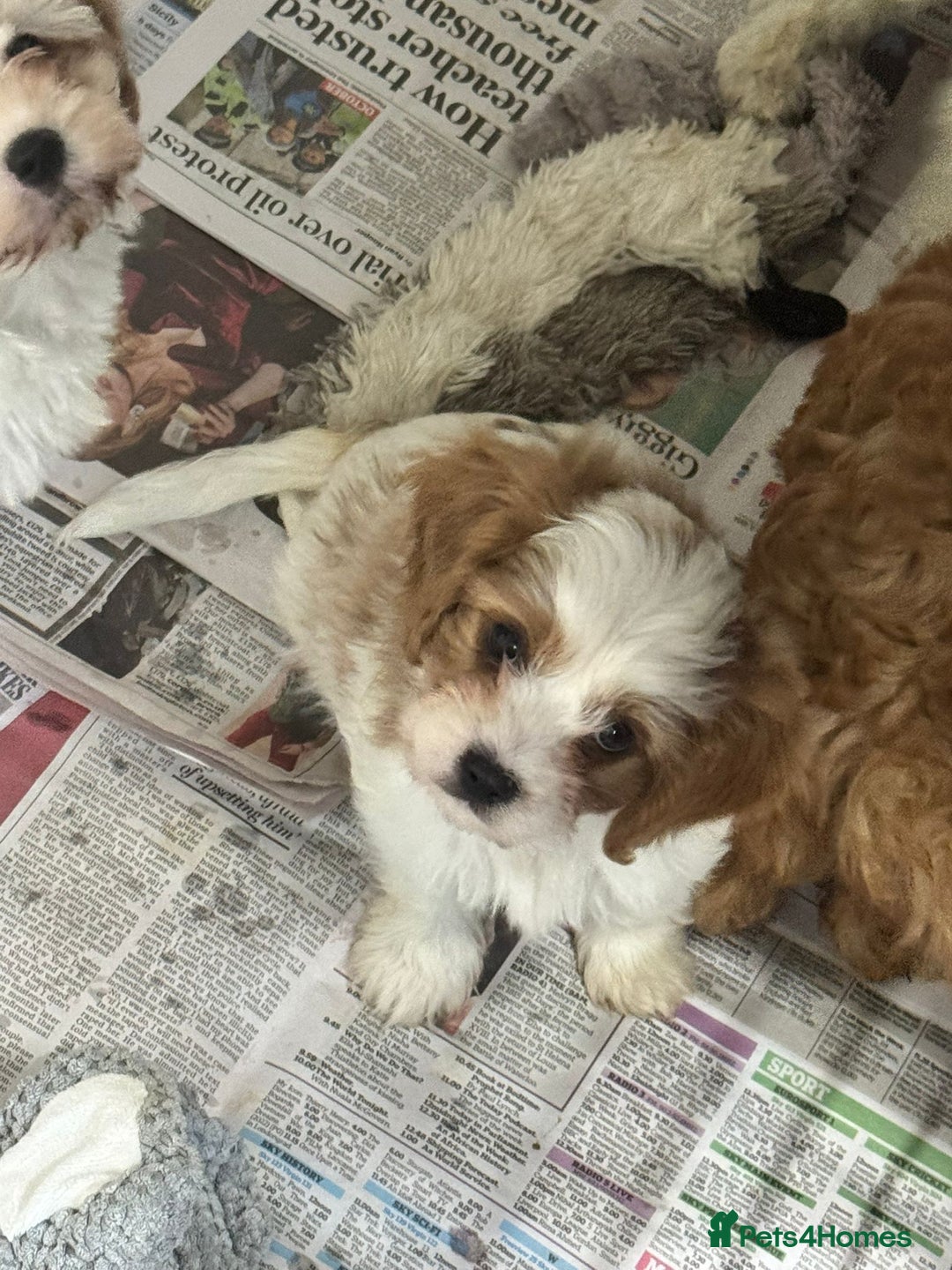 Cavapoo dogs for sale: 2 cheeky Male Cavapoo pups - Advert 5