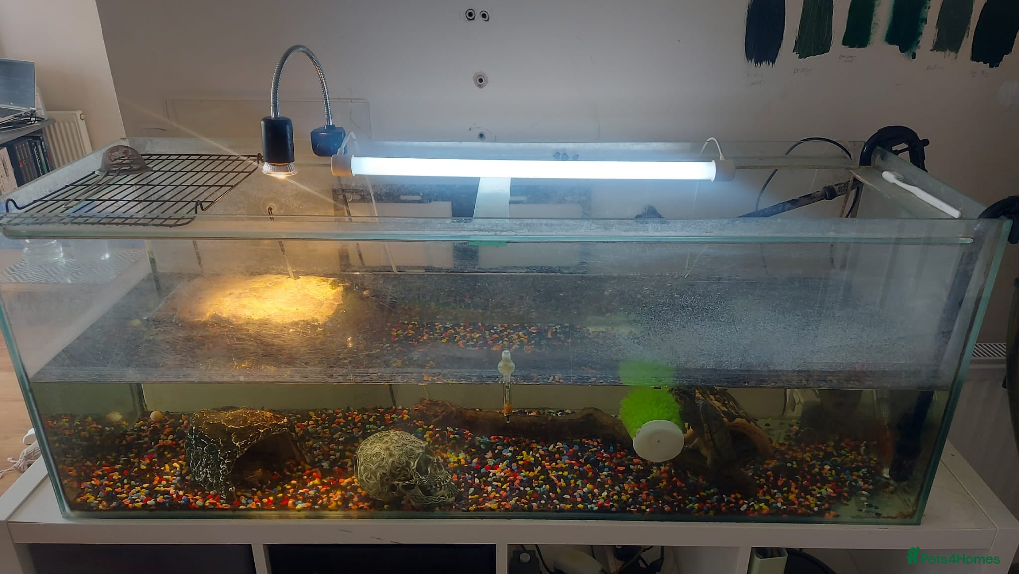 Turtle reptiles Two musk turtles for sale - Advert 1