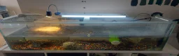 Turtle reptiles for sale: Two musk turtles for sale - Advert 1