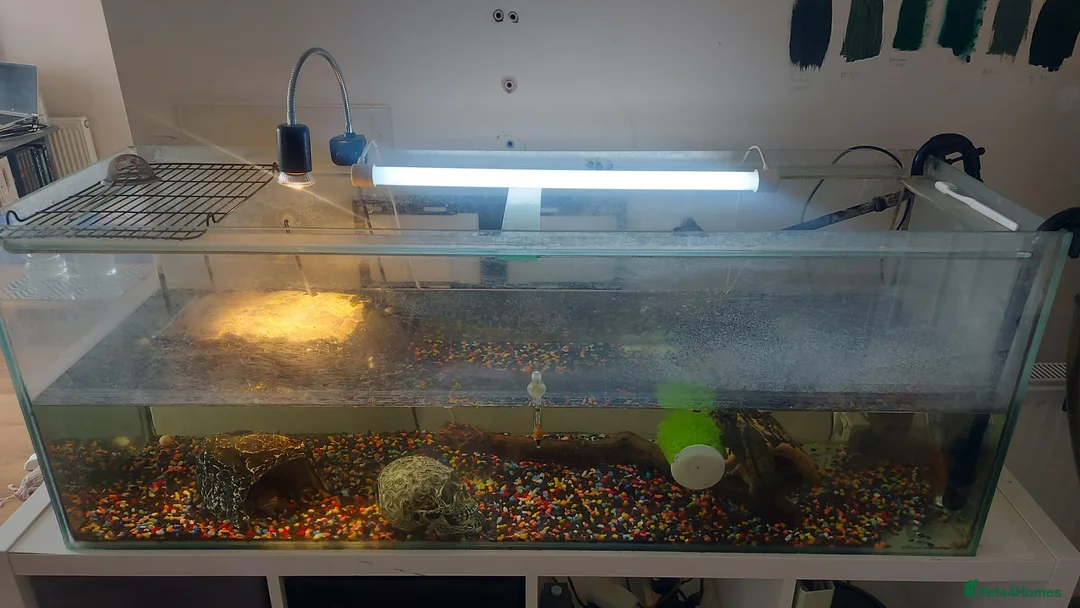 Turtle reptiles for sale: Two musk turtles for sale - Advert 1