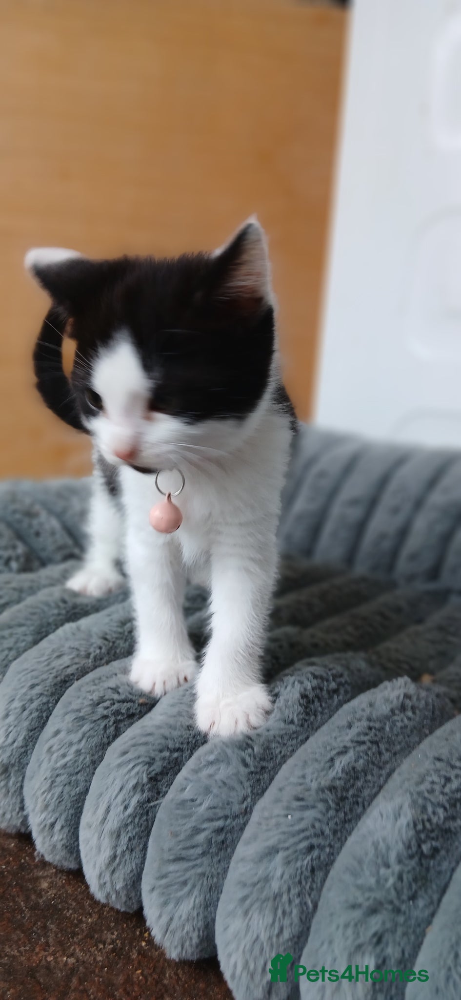 Mixed Breed cats Litter of 3 looking for new forever homes - Advert 6
