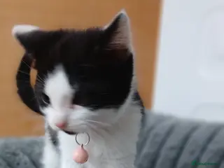 Mixed Breed cats 2 remaining looking for new forever homes - Advert 1
