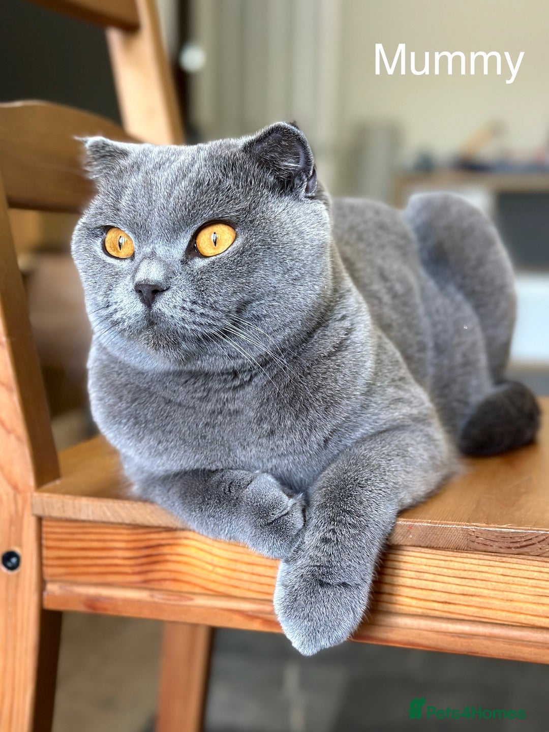 Scottish Fold cats for sale: Scottish fold girl - Advert 2