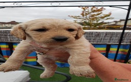 Labradoodle dogs for sale: Labradoodle puppies - Image 6